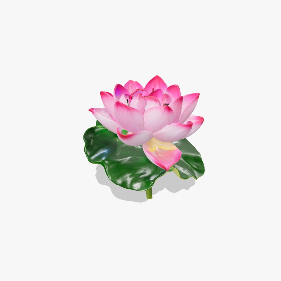 Lotus Flower Pink Petals Nature model pack
